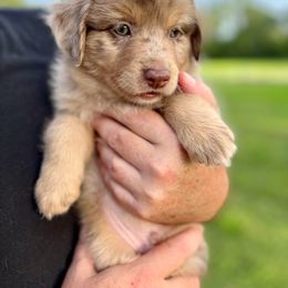 Miniature Australian Shepherd Puppies from Finnigan Farms Aussies