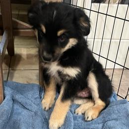 Landó - Black tri male Miniature Australian Shepherd puppy in Denair, California from CenCal Mini Aussies