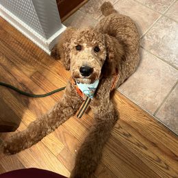 "Cooper 6 months" Poodle All Grown Up from Pipers Standard Poodles and Doodles