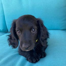 Dachshund Puppies from Petite Paw Dachshunds