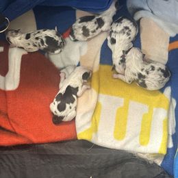 Shetland Sheepdog Puppies from Rickman's Family Farm