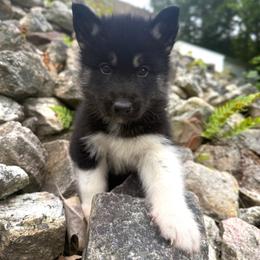 Thyme - Black tan and white male Siberian Husky puppy in West Baldwin, Maine from Douglas Mountain Farm and Kennel