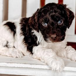 Chouquette - Australian Labradoodle puppy from Southern Meadows Doodles
