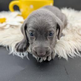 Aldo Nova - Blue male Weimaraner puppy in Evart, Michigan from Drehbar Weimaraners