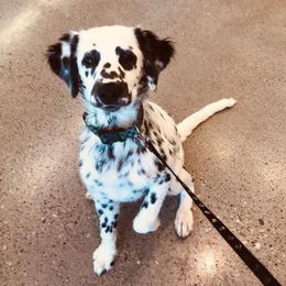 Dalmatian Puppies from Midnight Milkers Nubians