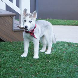 Stella - Gray and white female Siberian Husky puppy in Elmwood Park, Illinois from HuskiesAndGoldensWithFinesse