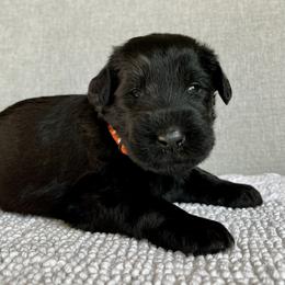 Giant Schnauzer and Miniature Schnauzer Puppies from My Angel Schnauzers