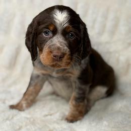 Orange girl - Tri-Roan female English Springer Spaniel puppy in Fairfield, California from Goldridge Springers