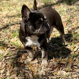 MayMay - French Bulldog