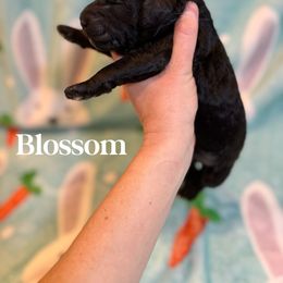 Goldendoodle Puppies from Bayshore Doodles