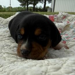 Daisy - Black white and tan female Beagle puppy in Kinta, Oklahoma from Beaver Creek Kennels