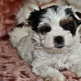 Girl 1 - Black tan and white Biewer Terrier puppy in Charlottesville, Virginia from Little Gems Biewer Terriers