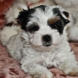 Girl 1 - Black tan and white Biewer Terrier puppy in Charlottesville, Virginia from Little Gems Biewer Terriers