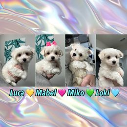 Maltese Puppies from Meyer Maltese Puppies - Deltona, FL