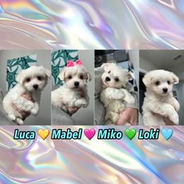 Maltese Puppies from Meyer Maltese Puppies - Deltona, FL