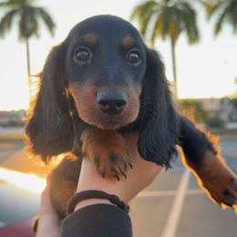 Conway witty - Black and tan male Dachshund puppy in North Fort Myers, Florida from Trust Fund Devil Kennel