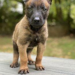 Belgian Malinois Puppies from KCK9