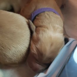 Ms. Purple - Golden female Golden Retriever puppy in Edgewood, New Mexico from Sunny Desert Goldens