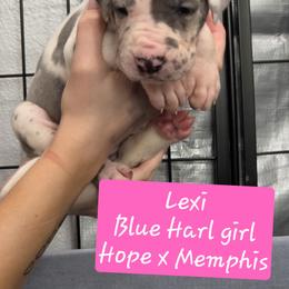 Lexi - Blue and white female Great Dane puppy in Longview, Texas from Lazy A Danes
