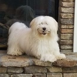 RC - Havanese
