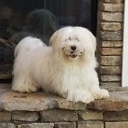 RC - Havanese