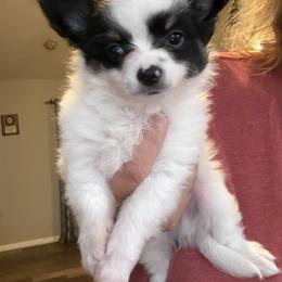 Moe Jr - Black and white male Chihuahua puppy in Richlands, North Carolina from Funnyface Long Haired Chihuahuas