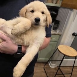 Golden Retriever Puppies from 255 Goldens