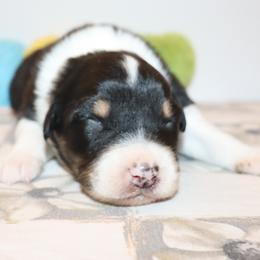 Nox - Black tri-color male Australian Shepherd puppy in Colorado from Firestone Australian Shepherds