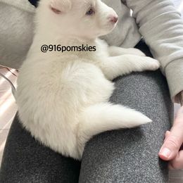 Pomsky Puppies from 916 Pomskies