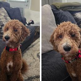 Goldendoodles, Irish Doodles, and Poodles from Ransone’s Ridge Runners Poodles and Doodles