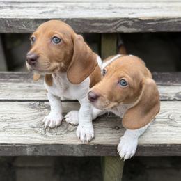 Dachshund puppies from Taylors Tiny Tails