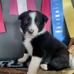 Karl - Black male Border Collie puppy in Aledo, Illinois from Claycreek Ranch