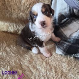 Coonie - Red tri-color female Miniature American Shepherd puppy in Marshfield, Missouri from Tntowne Miniature American Shepherds
