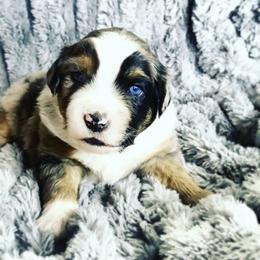 Australian Shepherd Puppies from Lost Coast Aussies