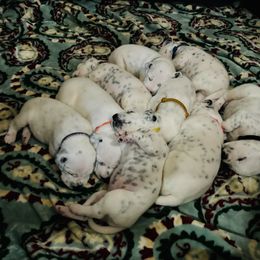 Dalmatian Puppies from ArmySoldier Dalmatians