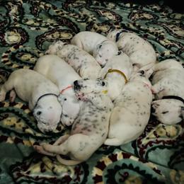Dalmatian Puppies from ArmySoldier Dalmatians