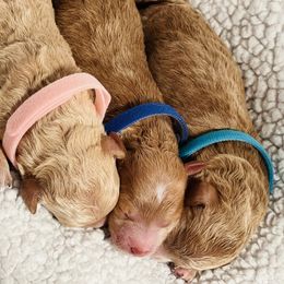 Assorted Doodle Crosses, Aussiedoodles, Cavalier King Charles Spaniels, Cavapoos, Cockapoos, Goldendoodles, and Poodles from Ooodles of Doodles