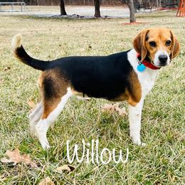 Willow - Beagle