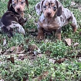 Dachshund Puppies from Carter's Kennels