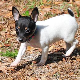 Toy Fox Terrier Puppies from Celticfox Toy Fox Terriers