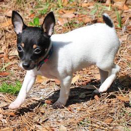 Toy Fox Terrier Puppies from Celticfox Toy Fox Terriers