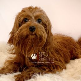 Annie - Cavapoo