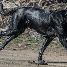 Labrador Retrievers from Pearl River Retrivers