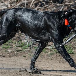 Labrador Retrievers from Pearl River Retrivers