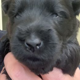 Scottish Terrier Puppies from Gina Smith