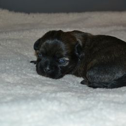 Shih Tzu Puppies from Moore Shih Tzus