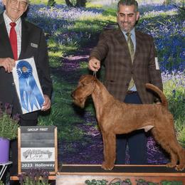 Irish Terriers from Thornton's Terriers