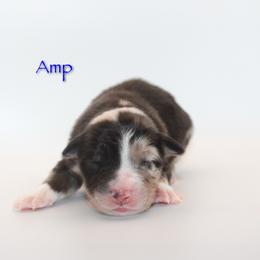 Amp - Blue merle male Australian Shepherd puppy in Coldwater, Michigan from Northern Star Australian Shepherds