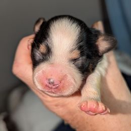 Girl 1 - White and sable female Papillon puppy in Joshua, Texas from Summertime Kennels
