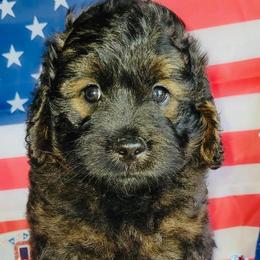 Ant - Phantom male Goldendoodle puppy in Beecher, Illinois from Erica’s Doodles